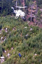 A helicopter flying over some trees in the woods.